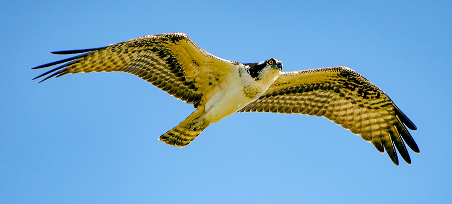 EckFoto Wildlife Photography