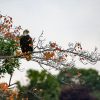 EckFoto Wildlife Photography Bald Eagle
