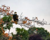 EckFoto Wildlife Photography Bald Eagle