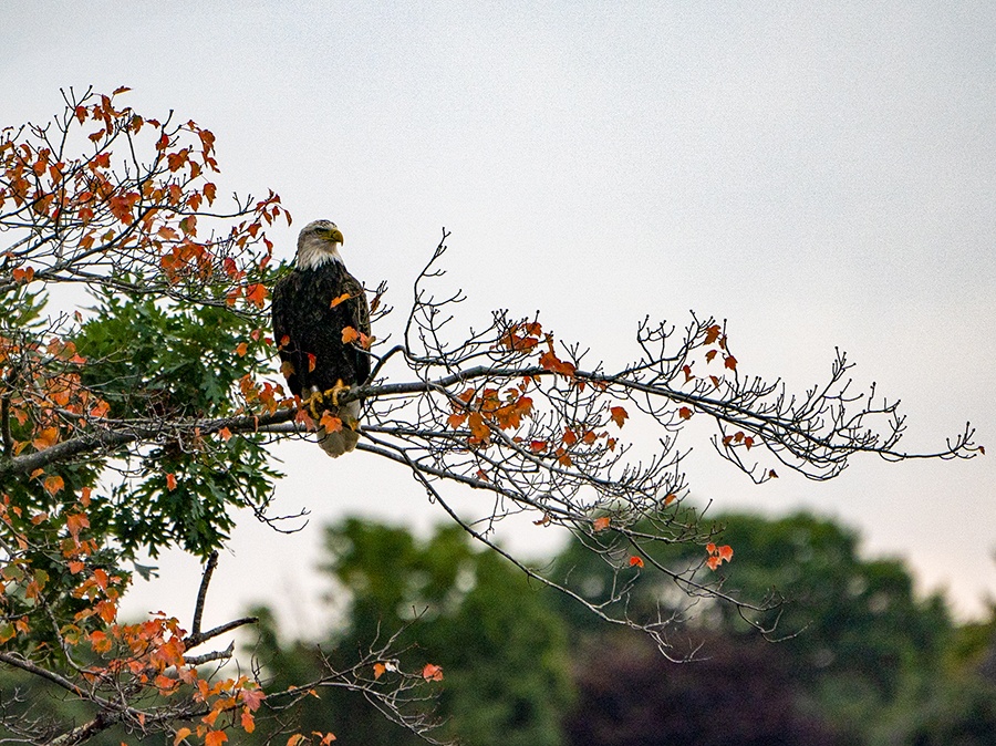 EckFoto Wildlife Photography Bald Eagle